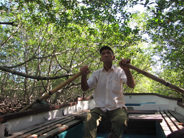 je laten roeien door de Mangrove