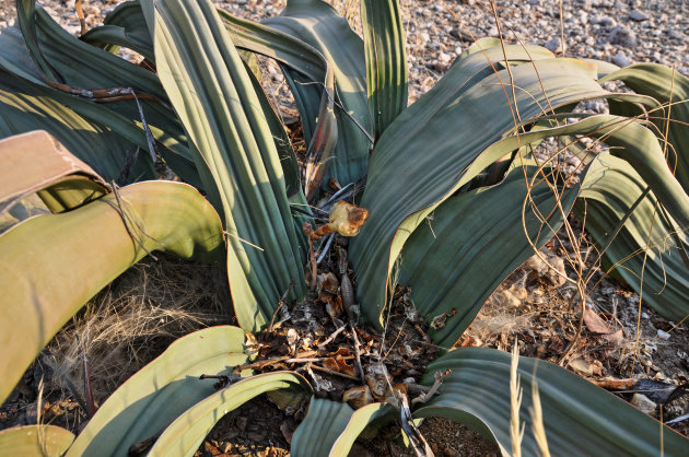 Woestijn Plant (welwitschia mirabilis)