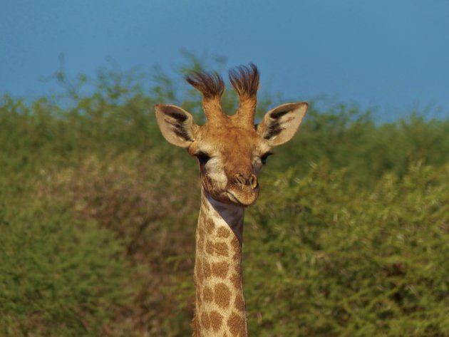 Punkie Giraffe