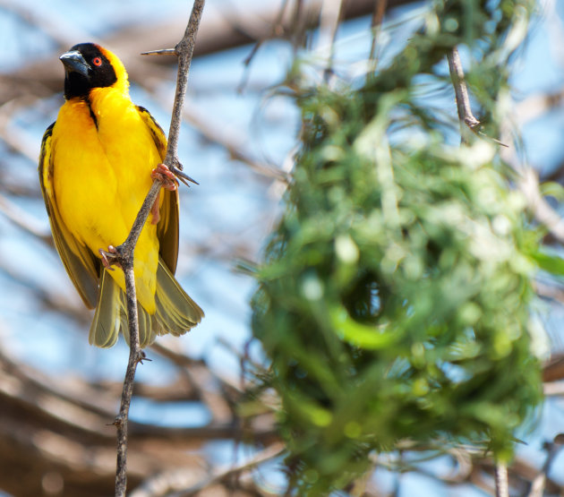 Cape Weaver - Lake Baringo - Kenya