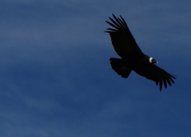 Condor del Andes