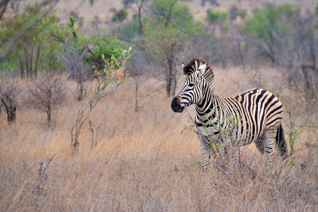 Steppezebra 