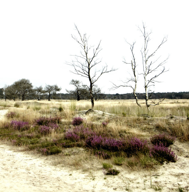 Kalmthoutse heide gebied verkennen