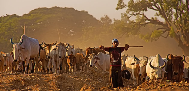 Veeteelt in Chhattisgarh