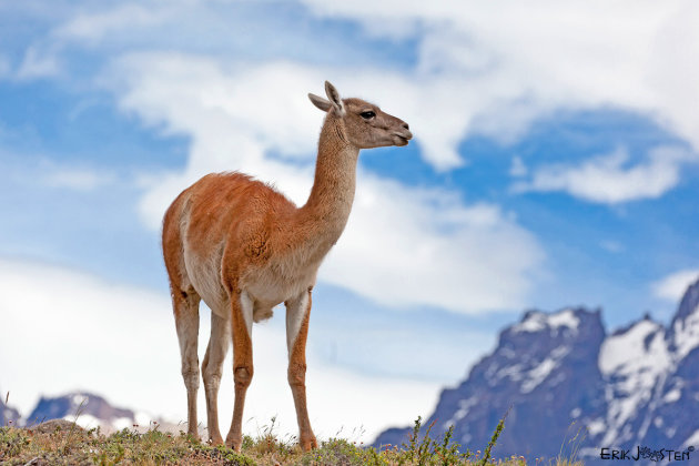 Guanaco Sky