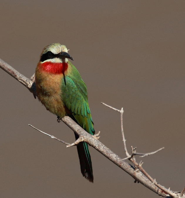 White-fronted Bee Eater