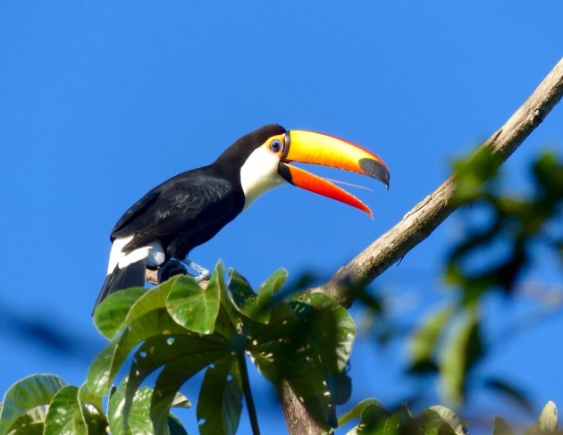 Toekan bij Iguazu watervallen.