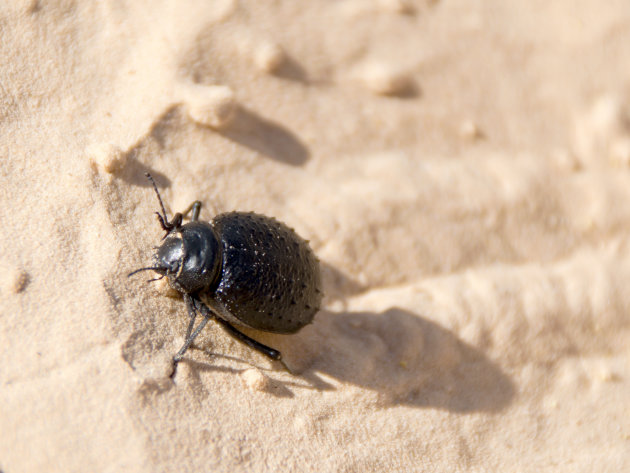 Leven in de Sahara