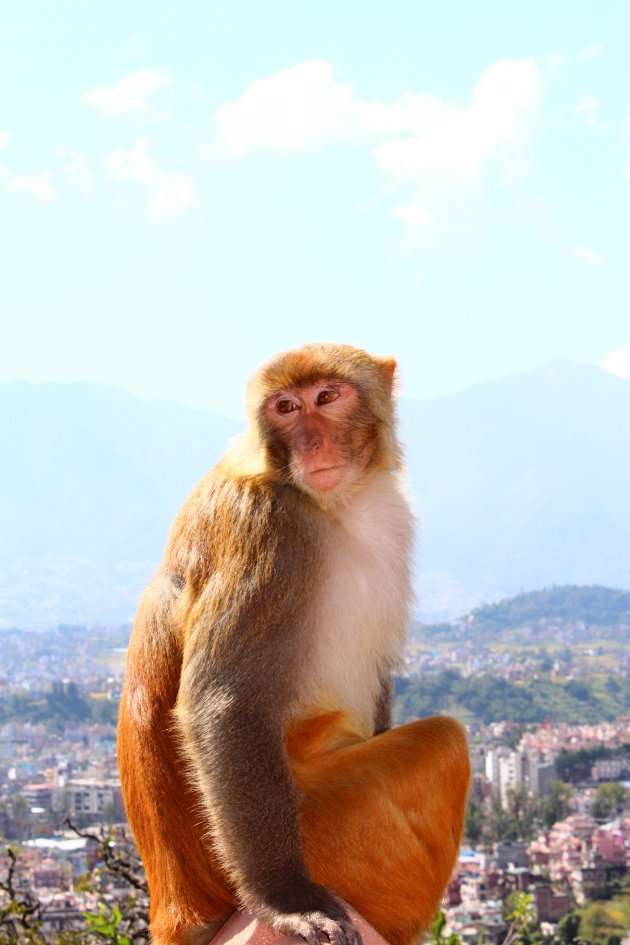 Nepal, Kathmandu Monkey Temple