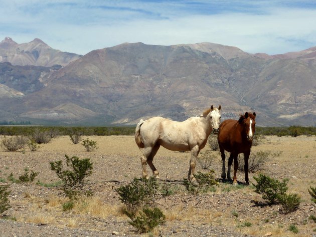 Paarden