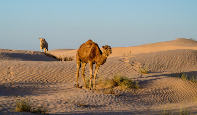 Dromedarissen bij ondergaande zon