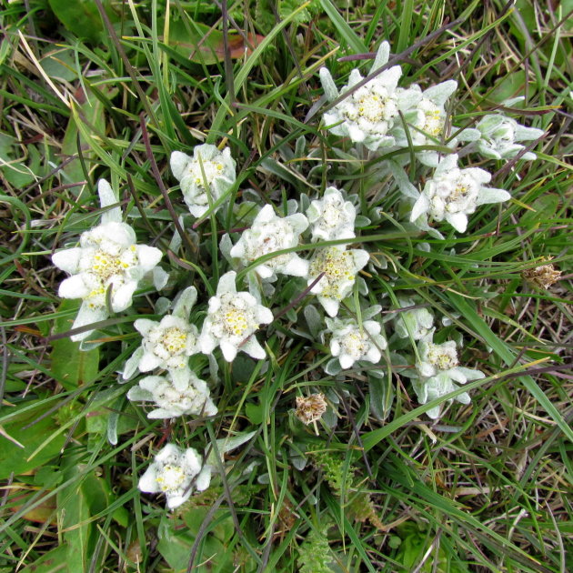 edelweiss