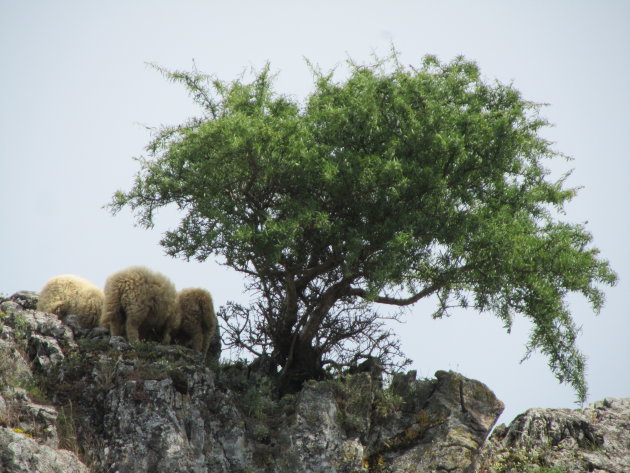 Schapen op de berg