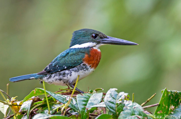 Groene IJsvogel