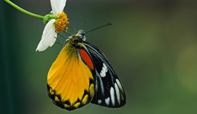 Vlinders in Chiang Mai