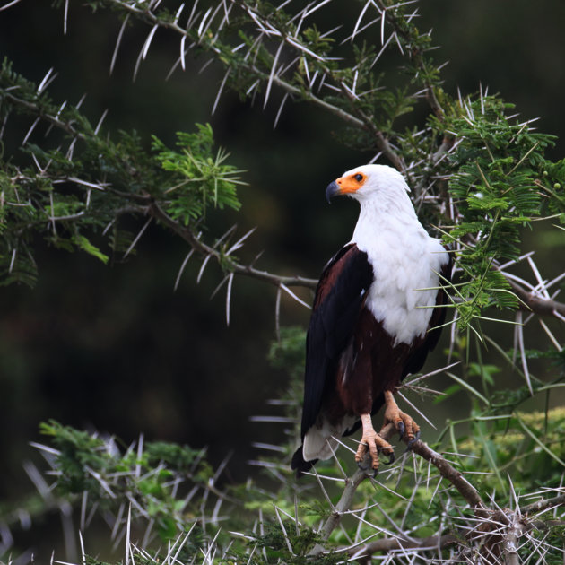 African Fish Eagle 