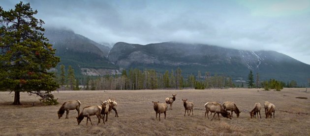 Kudde grazende Wapiti's in Jasper National Park