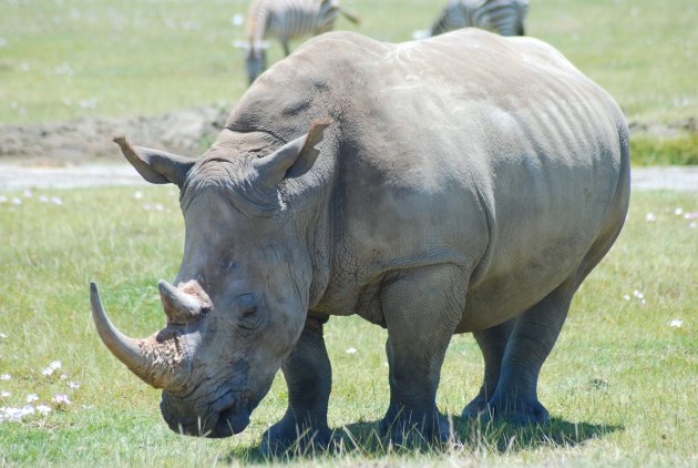 Lake Nakuru NP