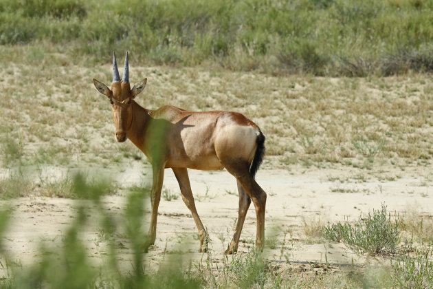 Red Hartebeest