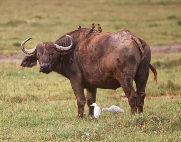 Buffel + Ossenpikkers + witte reigers