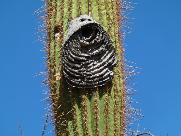 Vreemd aangroeisel bij cactus. 