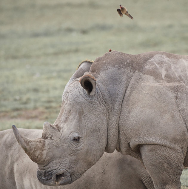 Ossenpikker in duikvlucht..... oh ja ik zou de neushoorn bijna vergeten