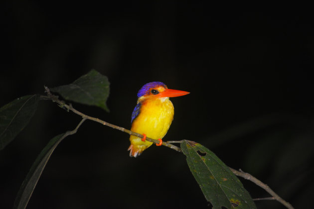 Oriental Dwarf Kingfisher