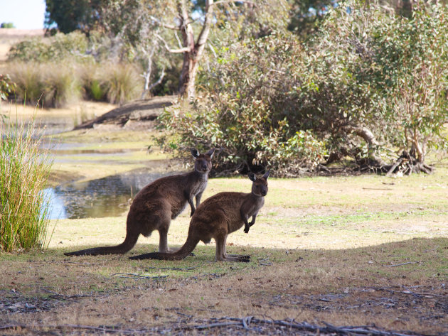 Kangoeroes op Kangaroo Island