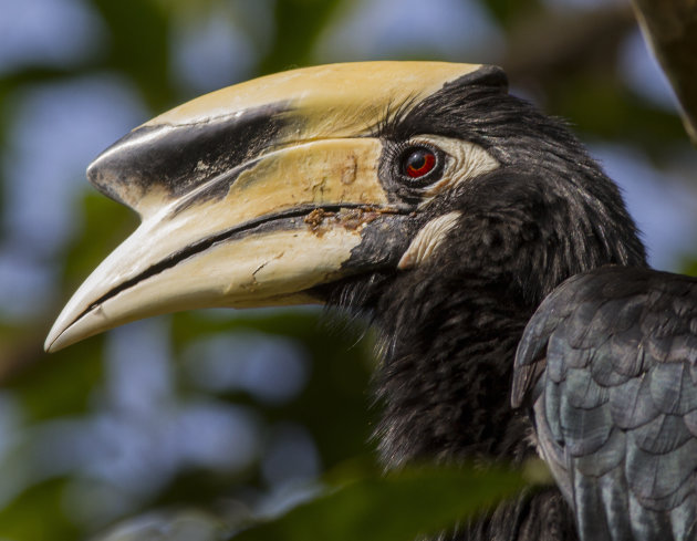 Bonte neushoornvogel