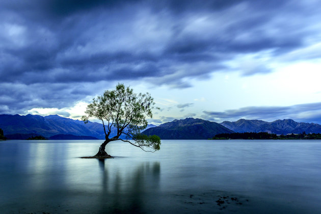 Wanaka Tree