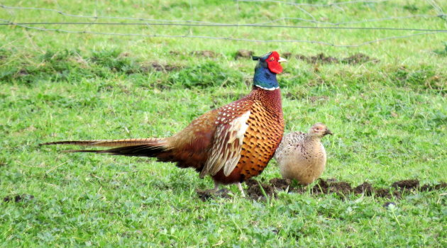 Fauna langs de fietsroute Yde - De Punt