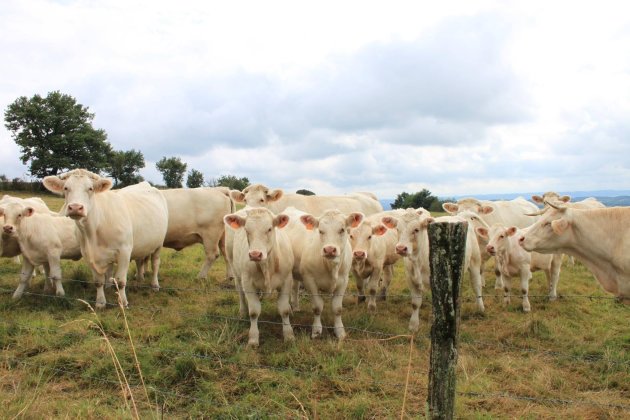 De vleeskoeien van de Auvergne