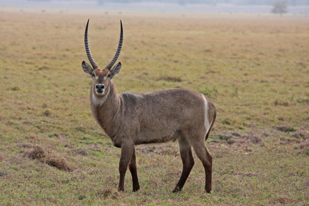 De wedergeboorte van Gorongosa