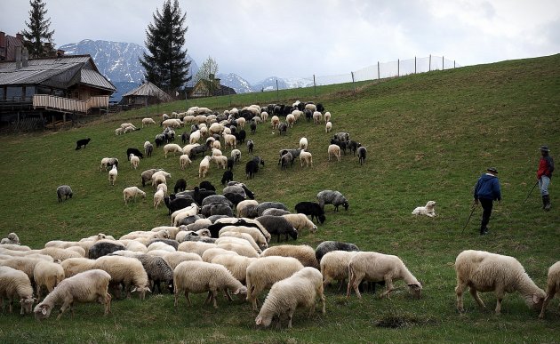 Schapen tegen het decor van de Tatra