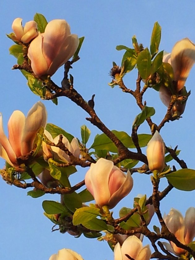 Magnolia in volle bloei