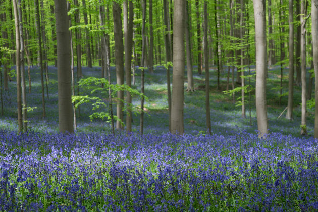 Hallerbos