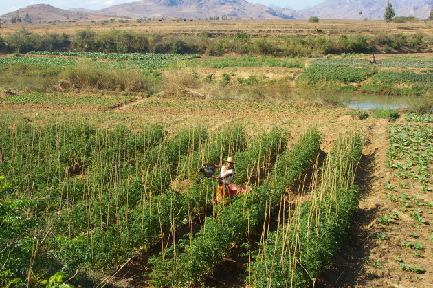 Plantjes gieten