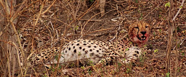 Uitbuik Cheetah
