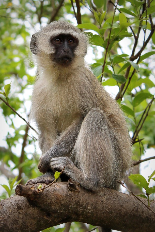 Groene Meerkat bij Bourke's Luck