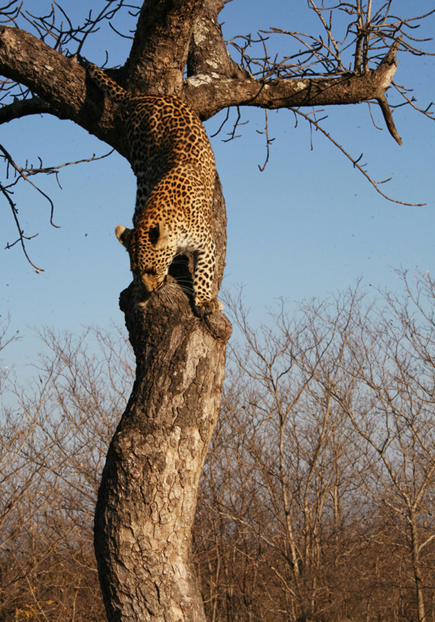 Luipaard uit de boom