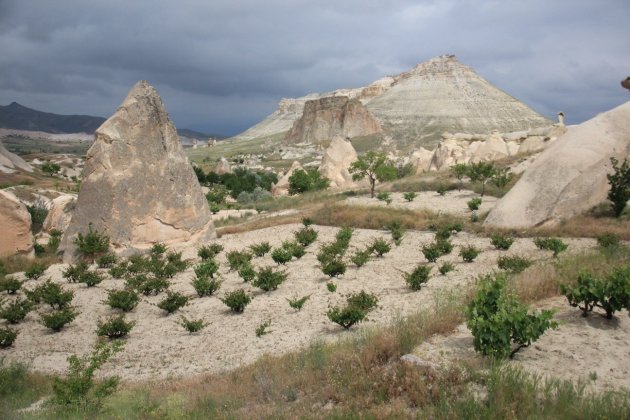 Veel wijn bouw in Cappadocië 