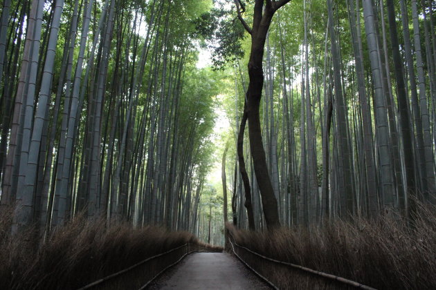 bamboepad in Kyoto