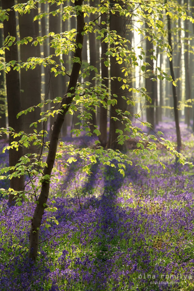 Delicate shadows