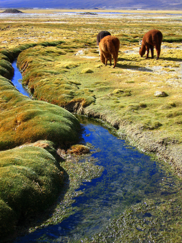 Alpaca's