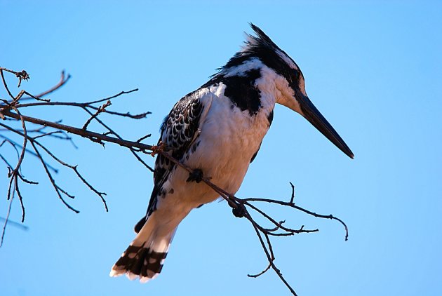 Pied Kingfisher