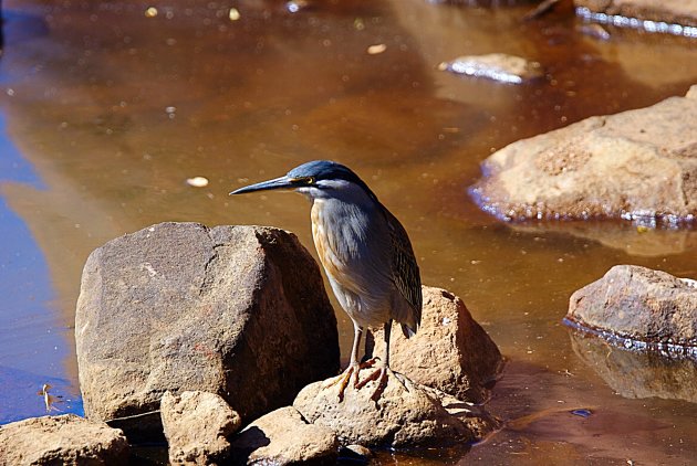 Een voor ons nieuwe reiger