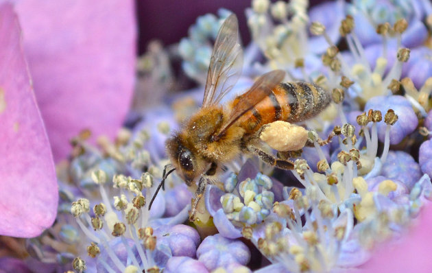 Een honingbij