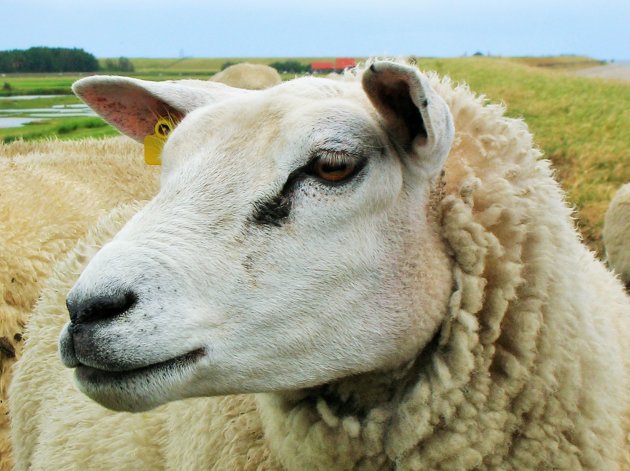 Texel schapeneiland