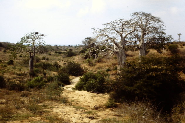 De baobabs van Angola