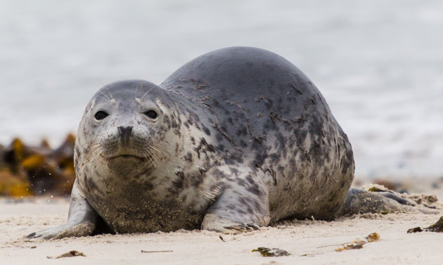 Jonge speelse zeehond